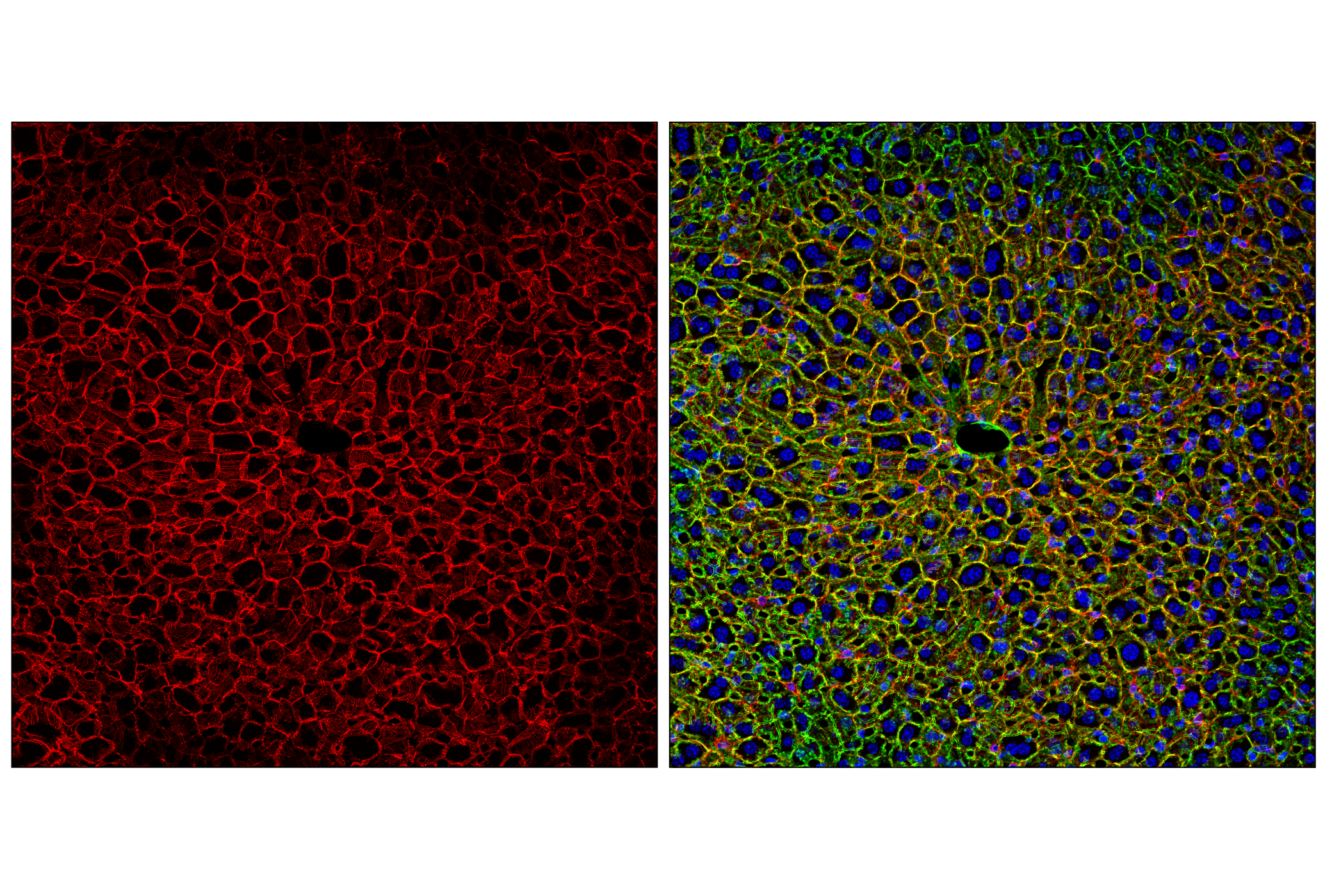 41559_fig02_IF-