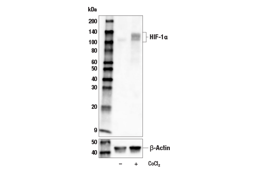 Western Blotting Image 1: HIF-1α (D1S7W) XP® Rabbit mAb (Biotinylated)