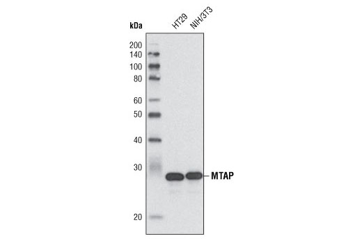 Western Blotting Image 1: MTAP Antibody