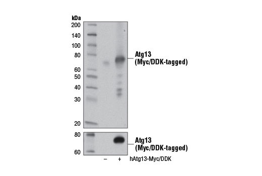 Western Blotting Image 2: Atg13 (D4P1K) Rabbit mAb (BSA and Azide Free)