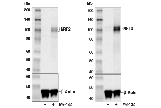 Western Blotting Image 1: NRF2 Control Cell Extracts