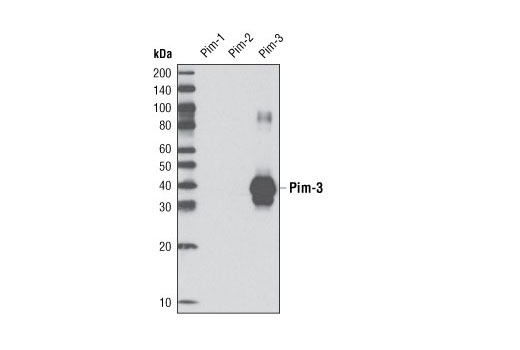  Image 10: Pim Kinase Antibody Sampler Kit