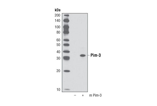  Image 13: Pim Kinase Antibody Sampler Kit