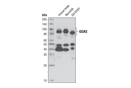 Western Blotting Image 1: GGA3 Antibody