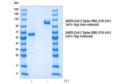  Image 2: SARS-CoV-2 Spike RBD (318-541) Recombinant Protein (mFc-Tag)