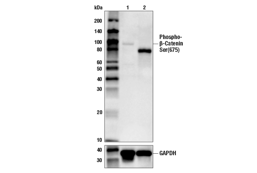  Image 1: PhosphoPlus® β-Catenin (Ser675) Antibody Duet