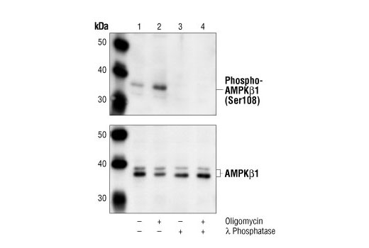 Western Blotting Image 1: Phospho-AMPKβ1 (Ser108) Antibody