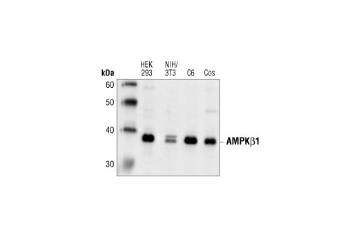 Western Blotting Image 1: AMPKβ1 Antibody