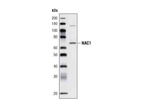 Western Blotting Image 1: NAC1 Antibody