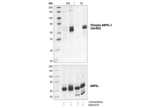 Western Blotting Image 1: Phospho-AMPKα1 (Ser485) Antibody