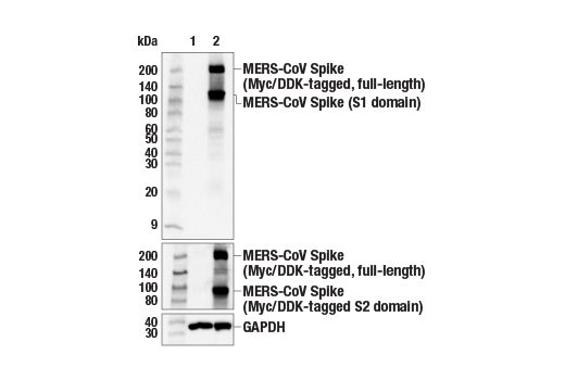 Western Blotting Image 1: MERS-CoV Spike Protein (E6Q5A) Rabbit mAb