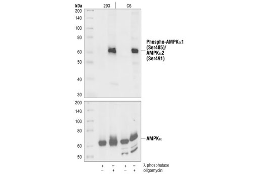 Western Blotting Image 1: Phospho-AMPKα1 (Ser485)/AMPKα2 (Ser491) Antibody