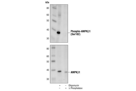 Western Blotting Image 1: Phospho-AMPKβ1 (Ser182) Antibody