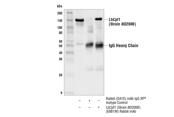 Immunoprecipitation Image 1: LbCpf1/Cas12a (Strain ND2006) (E8B1W) Rabbit mAb