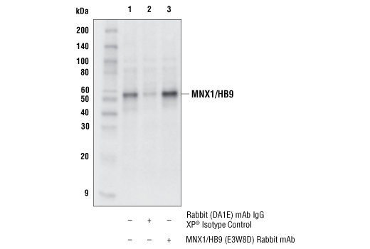 Immunoprecipitation Image 1: MNX1/HB9 (E3W8D) Rabbit mAb