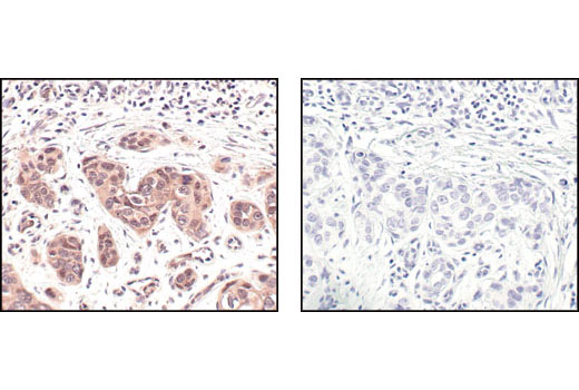Immunohistochemistry Image 3: NEDD8 (19E3) Rabbit mAb (BSA and Azide Free)