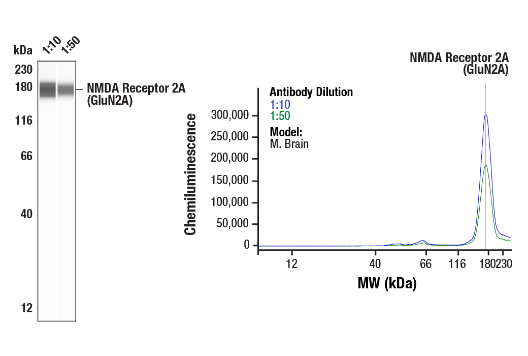 Western Blotting Image 2: NMDA Receptor 2A (GluN2A) Antibody