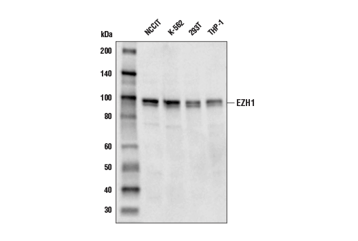  Image 6: Polycomb Group 2 (PRC2) Antibody Sampler Kit