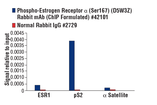 Chromatin Immunoprecipitation Image 1: Phospho-Estrogen Receptor α (Ser167) (D5W3Z) Rabbit mAb (ChIP Formulated)