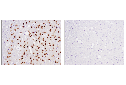 Immunohistochemistry Image 2: TBR1 (D6C6X) Rabbit mAb (BSA and Azide Free)