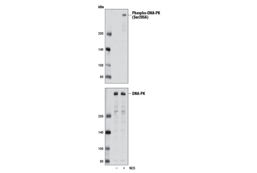 Western Blotting Image 1: Phospho-DNA-PK (Ser2056) Antibody