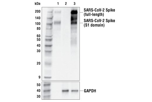 Western Blotting Image 1: SARS-CoV-2 Spike Protein (S1-NTD) (E7M5X) Mouse mAb