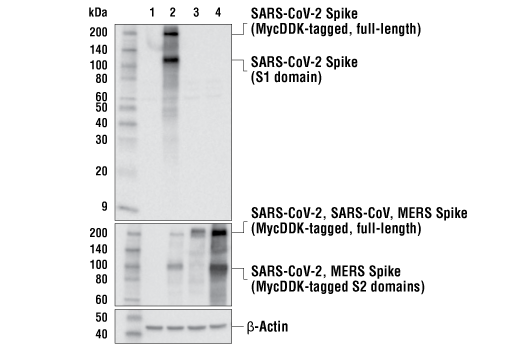 Western Blotting Image 2: SARS-CoV-2 Spike Protein (S1-NTD) (E7M5X) Mouse mAb