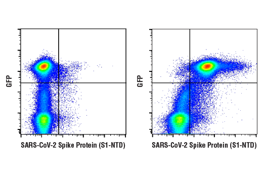 Flow Cytometry Image 1: SARS-CoV-2 Spike Protein (S1-NTD) (E7M5X) Mouse mAb