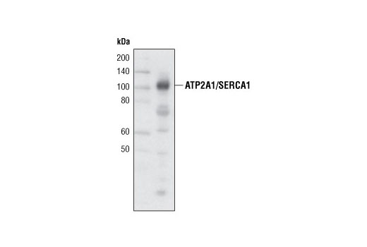 Western Blotting Image 1: ATP2A1/SERCA1 (L24) Antibody