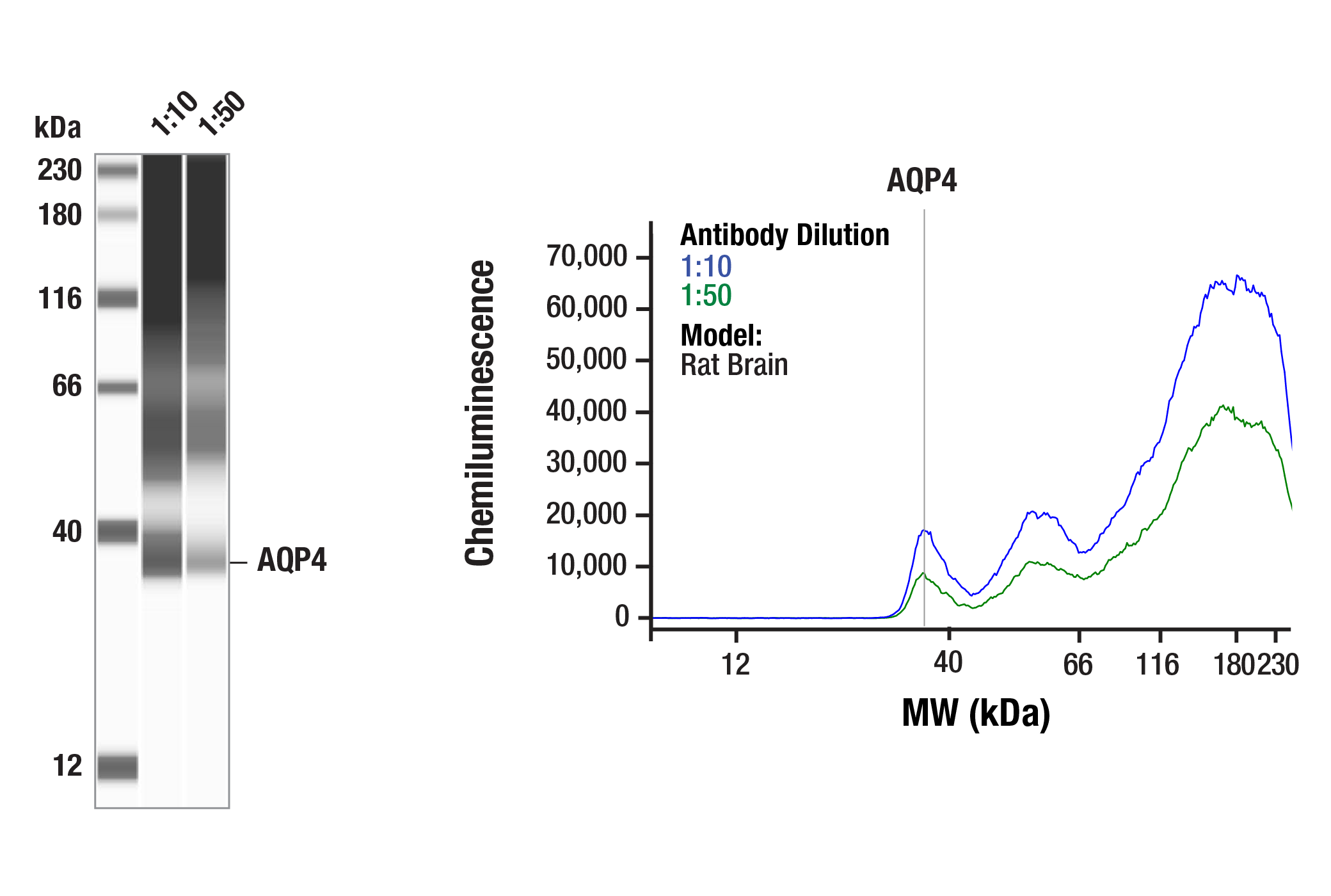 Western Blotting Image 2: AQP4 (E8W5A) Mouse mAb