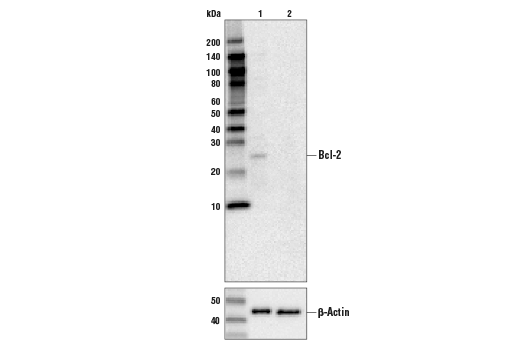  Image 8: Pro-Survival Bcl-2 Family Antibody Sampler Kit II
