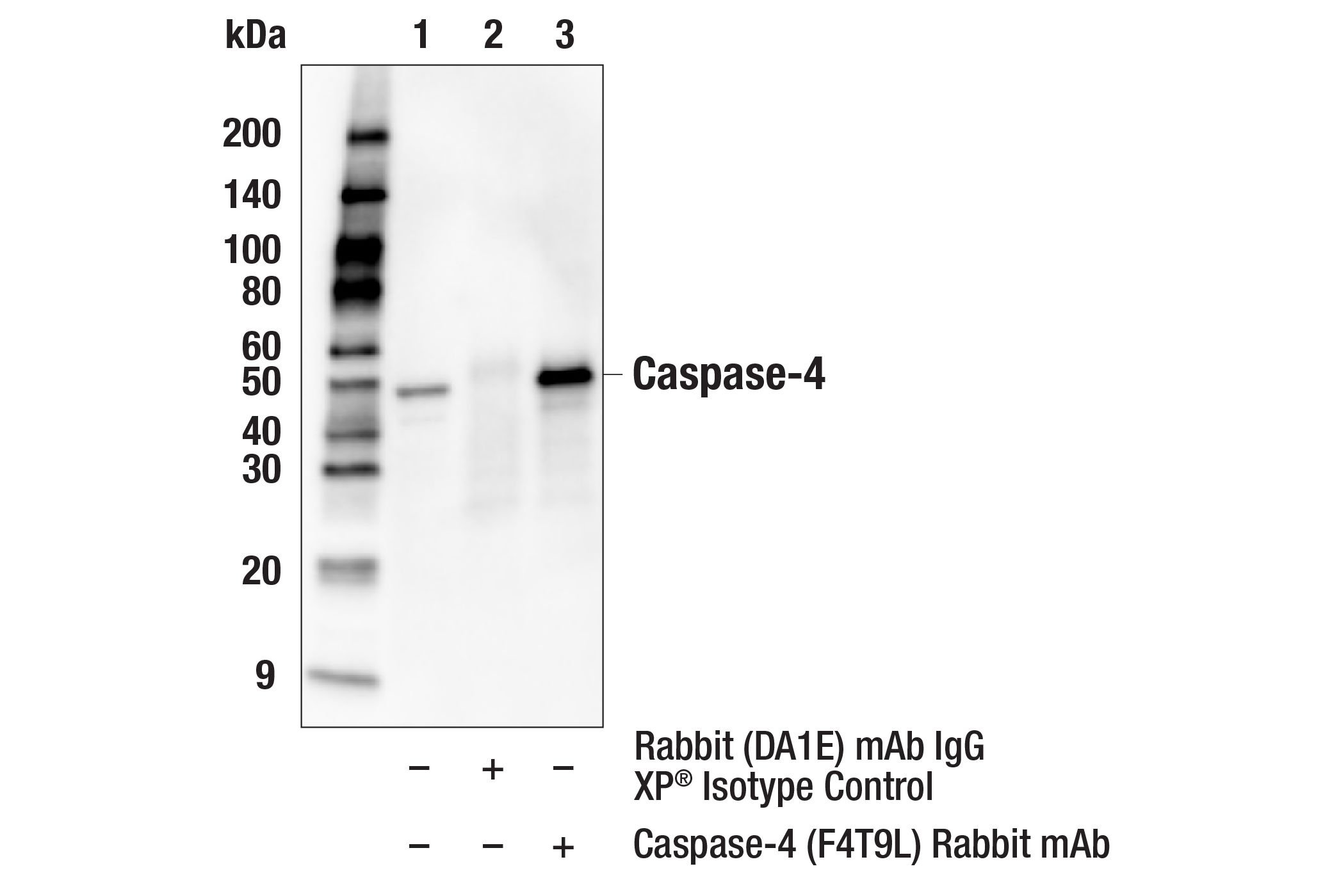 Immunoprecipitation Image 1: Caspase-4 (F4T9L) Rabbit mAb