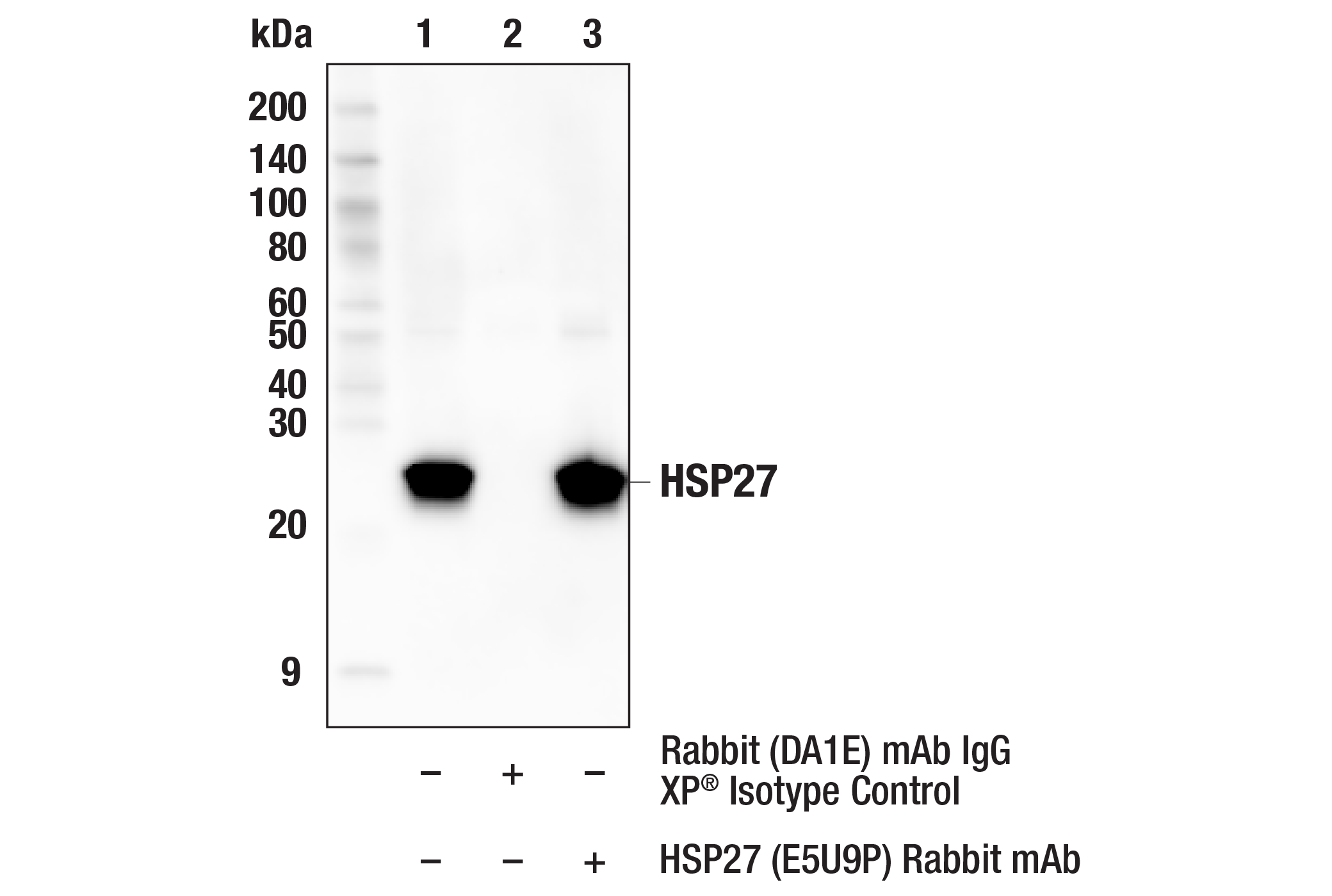 Immunoprecipitation Image 1: HSP27 (E5U9P) Rabbit mAb
