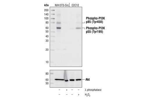 Western Blotting Image 1: Phospho-PI3 Kinase p85 (Tyr458)/p55 (Tyr199) Antibody