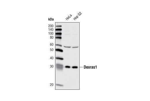 Western Blotting Image 1: Dexras1 Antibody