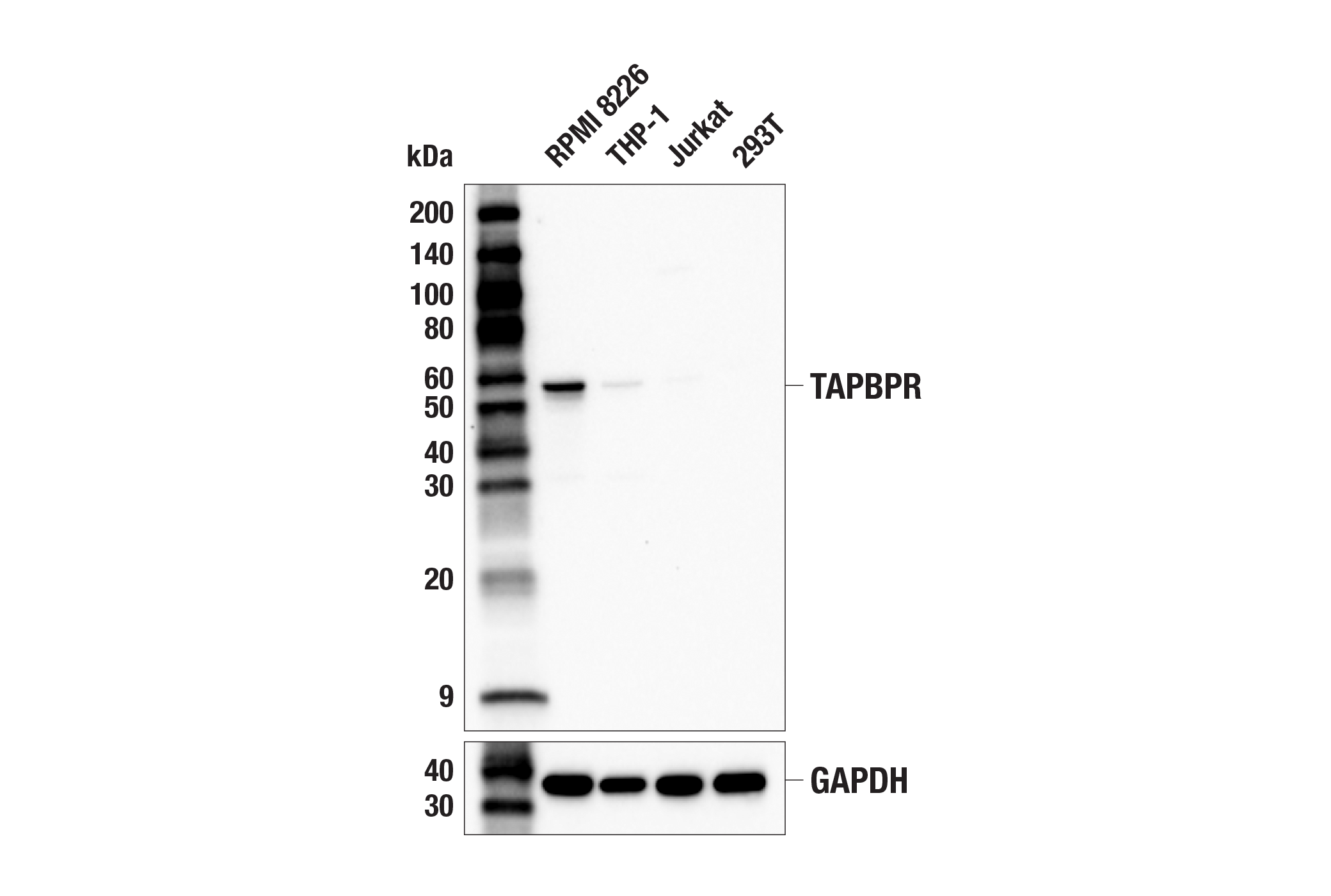 Western Blotting Image 2: TAPBPR (E5P1F) Rabbit mAb