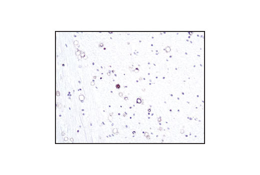 Immunohistochemistry Image 1: Thimet oligopeptidase (IVD6) Mouse mAb