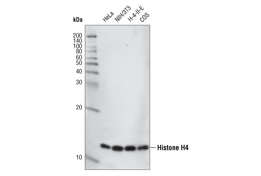 Western Blotting Image 1: Histone H4 (L64C1) Mouse mAb (BSA and Azide Free)