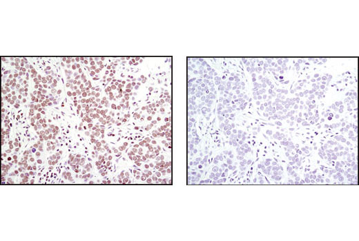 Immunohistochemistry Image 1: Histone H4 (L64C1) Mouse mAb (BSA and Azide Free)