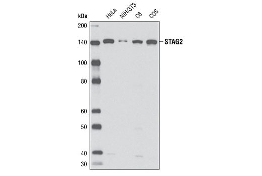 Western Blotting Image 1: STAG2 Antibody