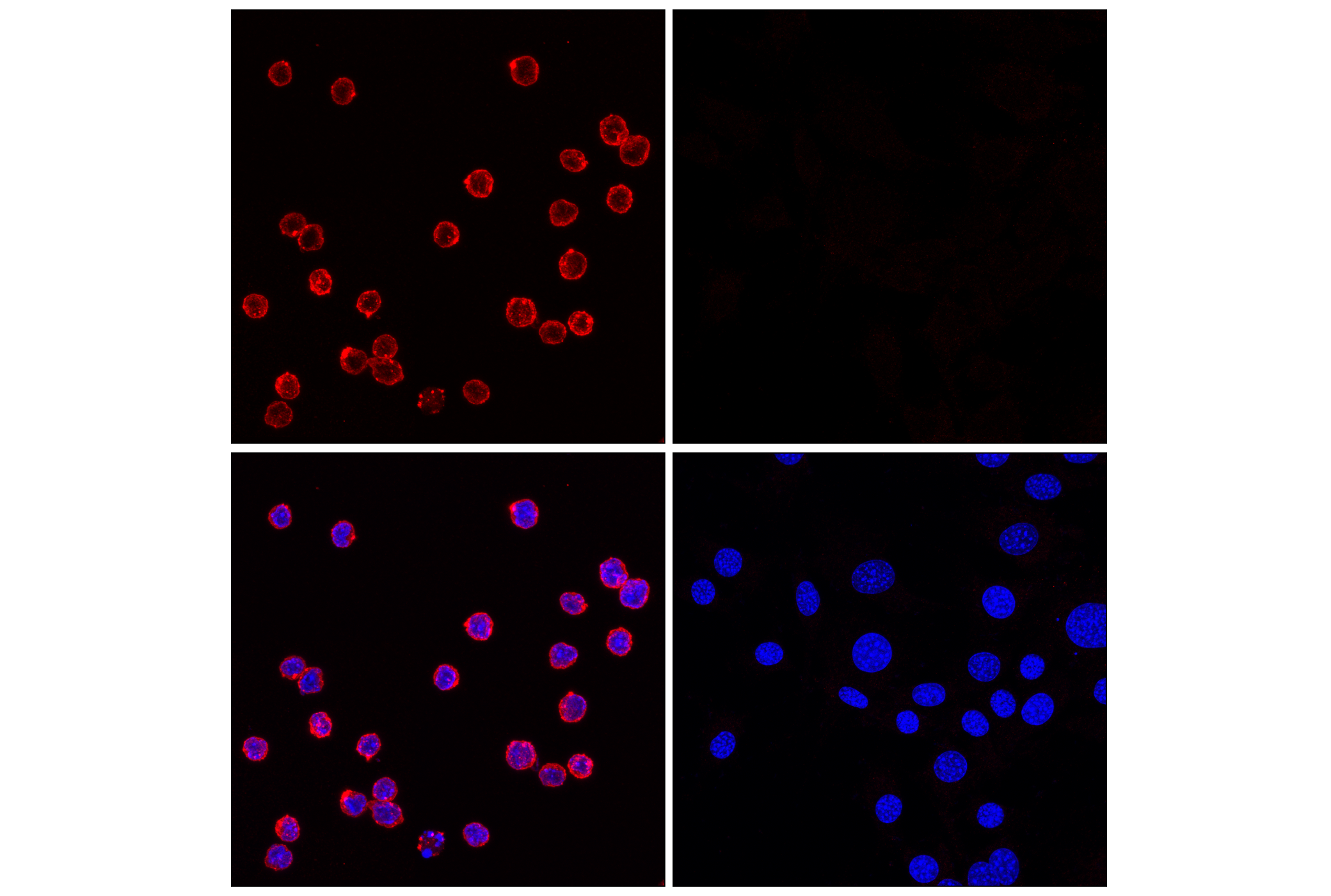 Immunofluorescence Image 3: SLAMF6/Ly108 (E2P7A) Rabbit mAb (Alexa Fluor® 647 Conjugate)