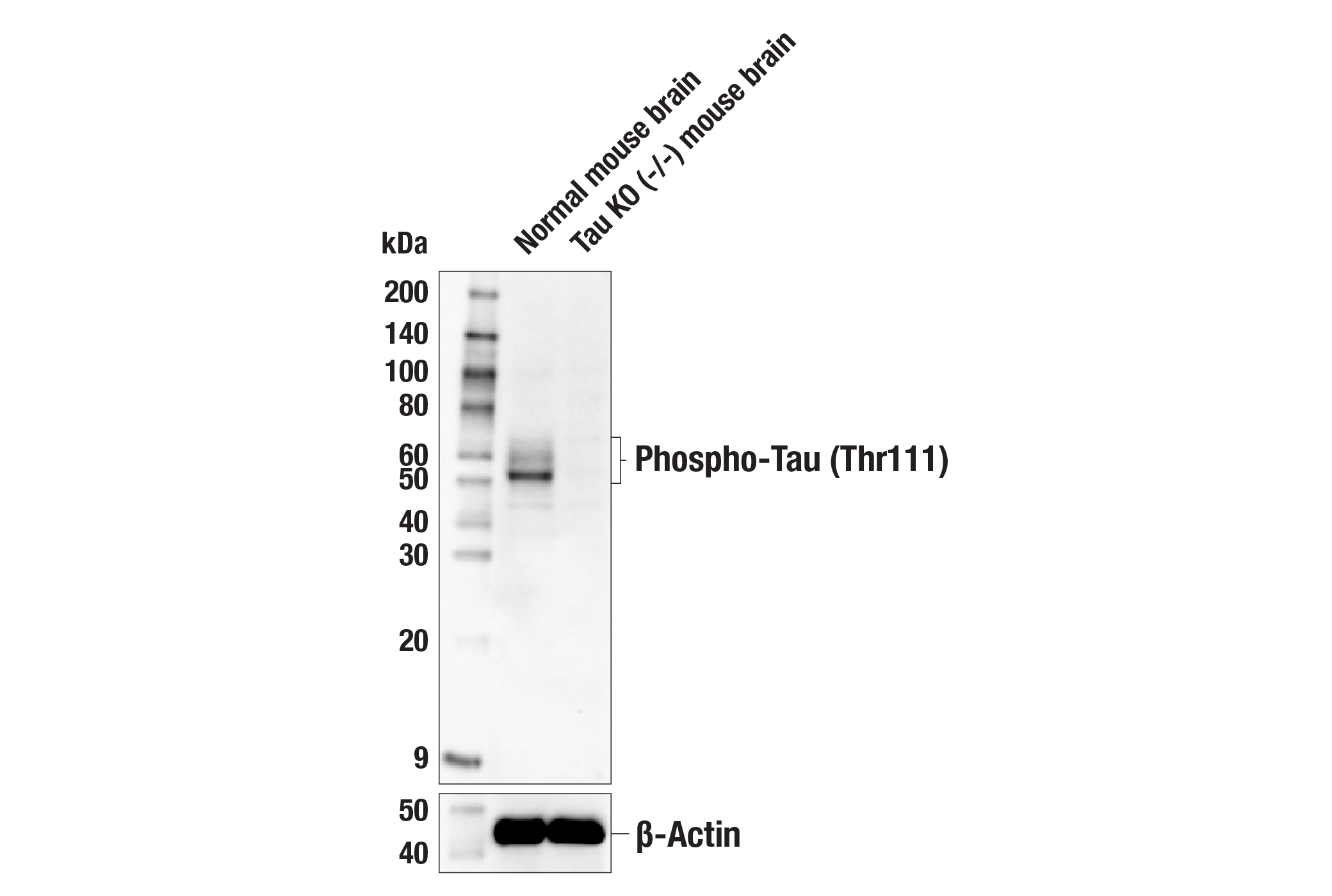 Western Blotting Image 2: Phospho-Tau (Thr111) Antibody