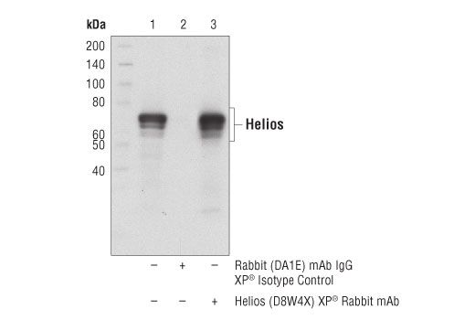 Immunoprecipitation Image 1: Helios (D8W4X) XP® Rabbit mAb