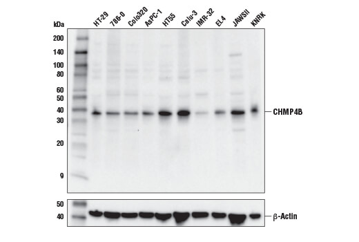 Western Blotting Image 1: CHMP4B Antibody