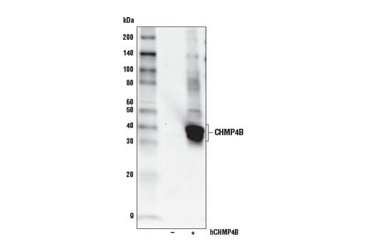 Western Blotting Image 2: CHMP4B Antibody