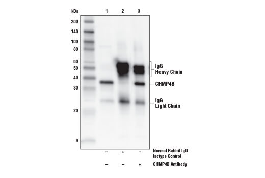 Immunoprecipitation Image 1: CHMP4B Antibody