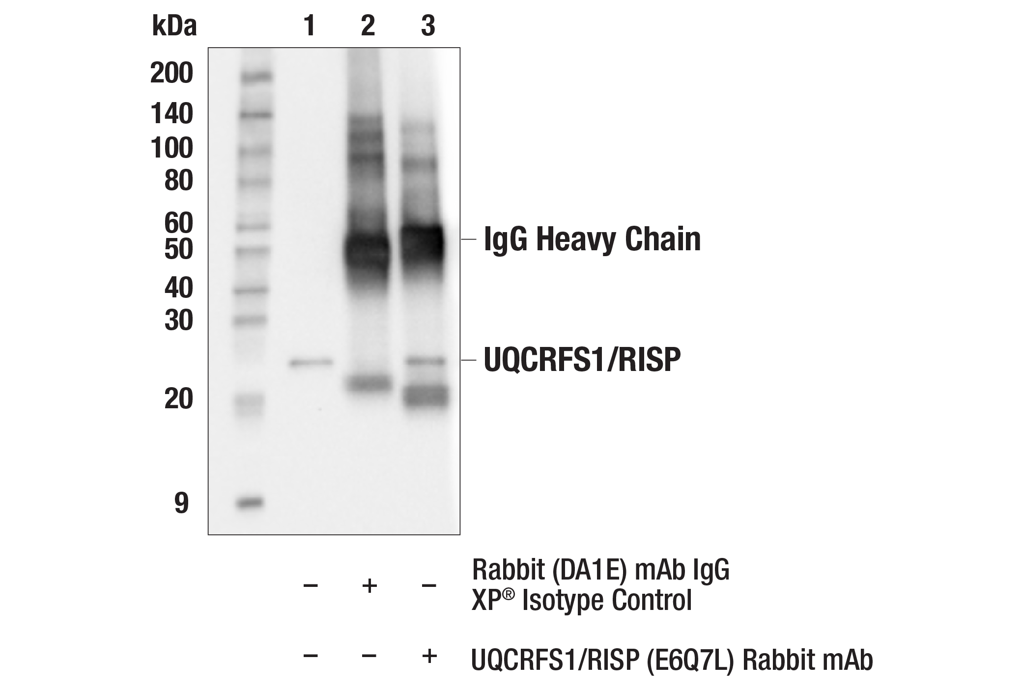Immunoprecipitation Image 1: UQCRFS1/RISP (E6Q7L) Rabbit mAb