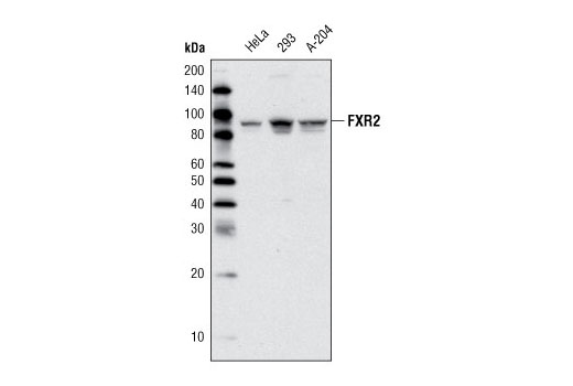 Western Blotting Image 1: FXR2 Antibody