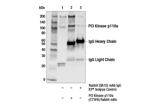 Image 2: PI3 Kinase Antibody Sampler Kit