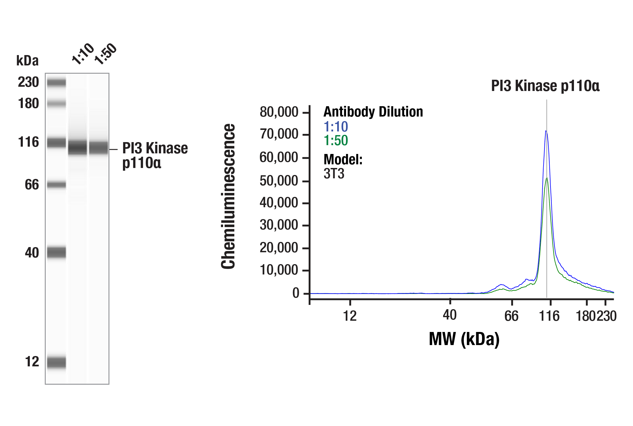  Image 5: PI3 Kinase Antibody Sampler Kit